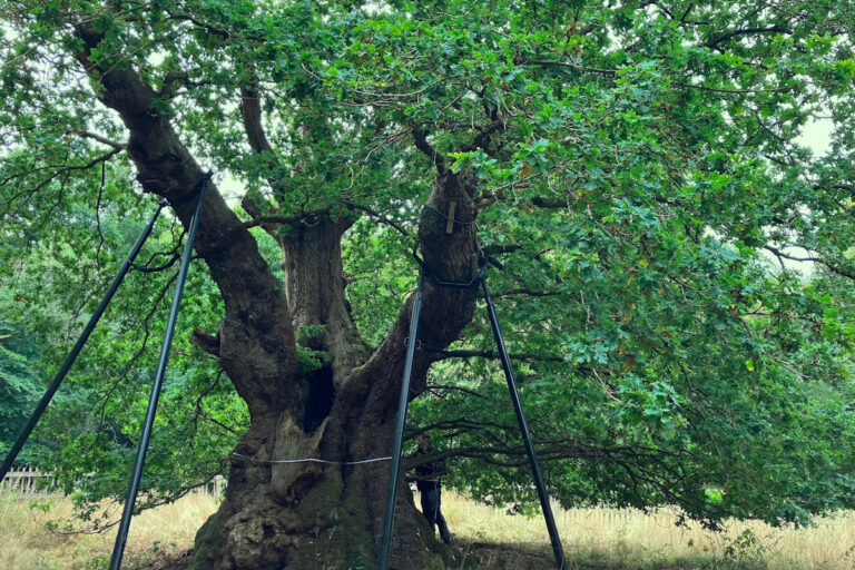 druids-oak-201.jpeg