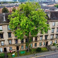 argyle-street-ash-101.jpeg