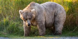 fat-bear-week-100.jpeg