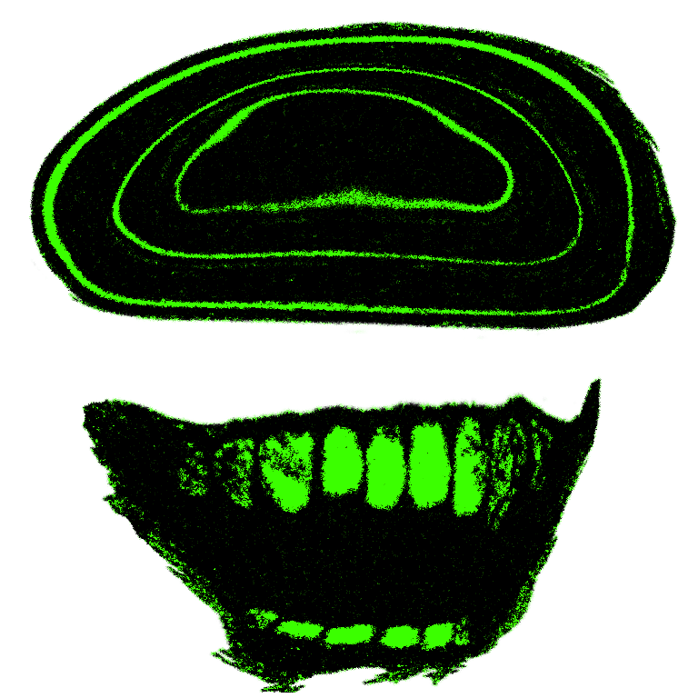 g-235.png