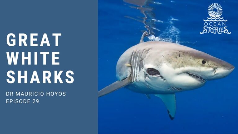 great-white-sharks-29.jpeg