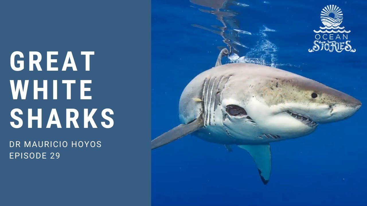 great-white-sharks-29.jpeg