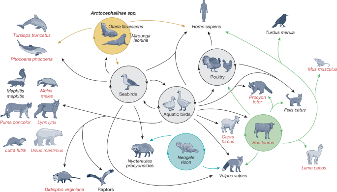 h5n1-171.png