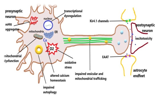 huntington-disease-gene-therapy-59.jpeg