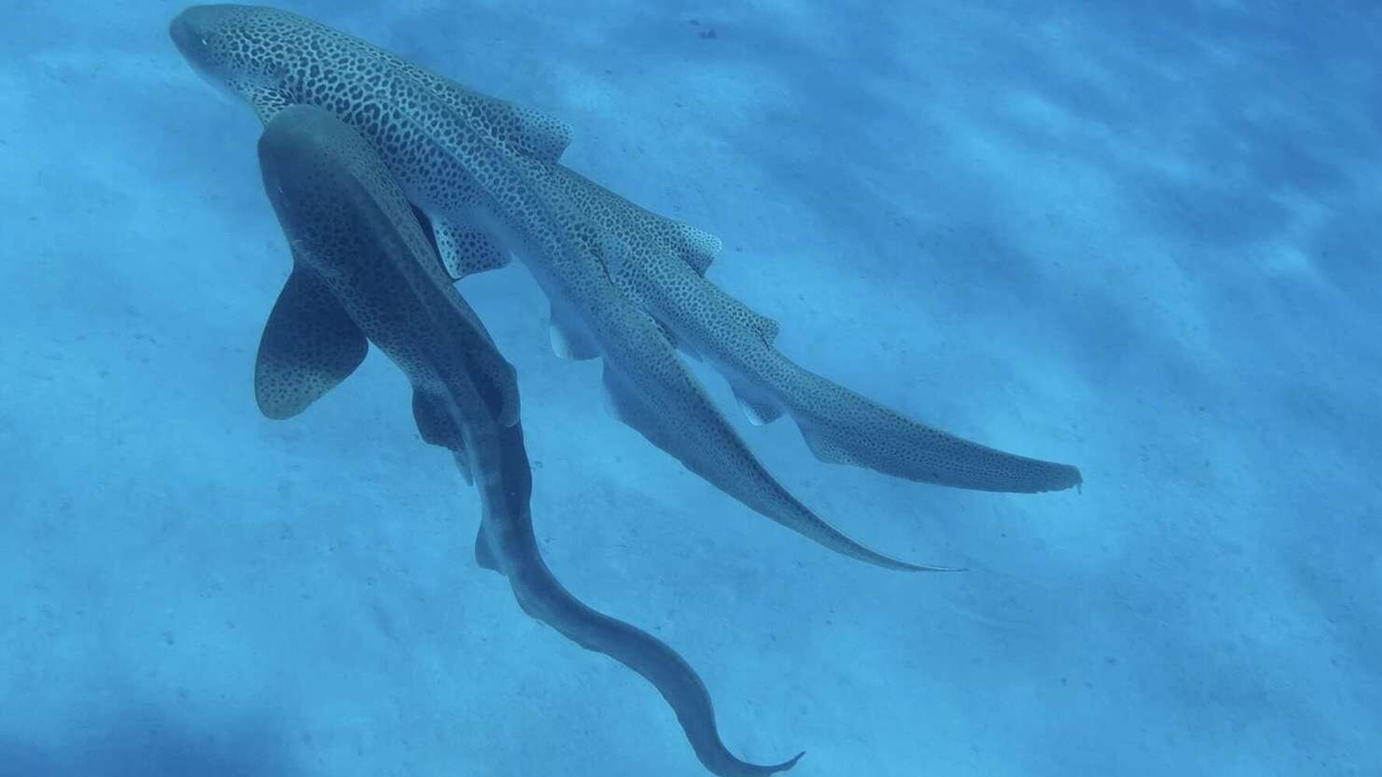 leopard-shark-mating-74.jpeg