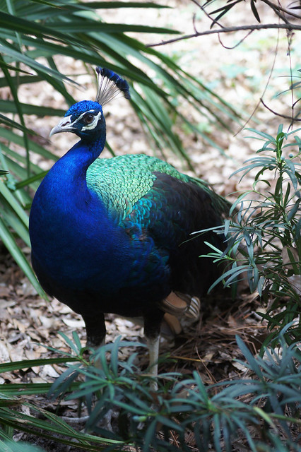 peacock-245.jpeg
