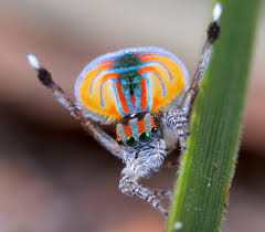 peacock-spider-70.jpeg