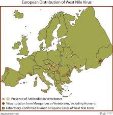 west-nile-virus-271.jpeg