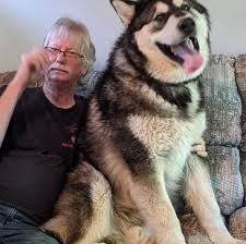 alaskan-malamute-100.jpeg