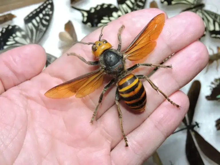 asian-hornets-196.webp