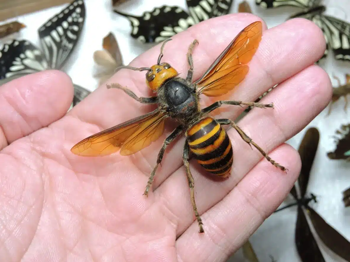 asian-hornets-196.webp