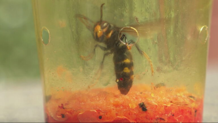asian-hornets-nest-122.jpeg