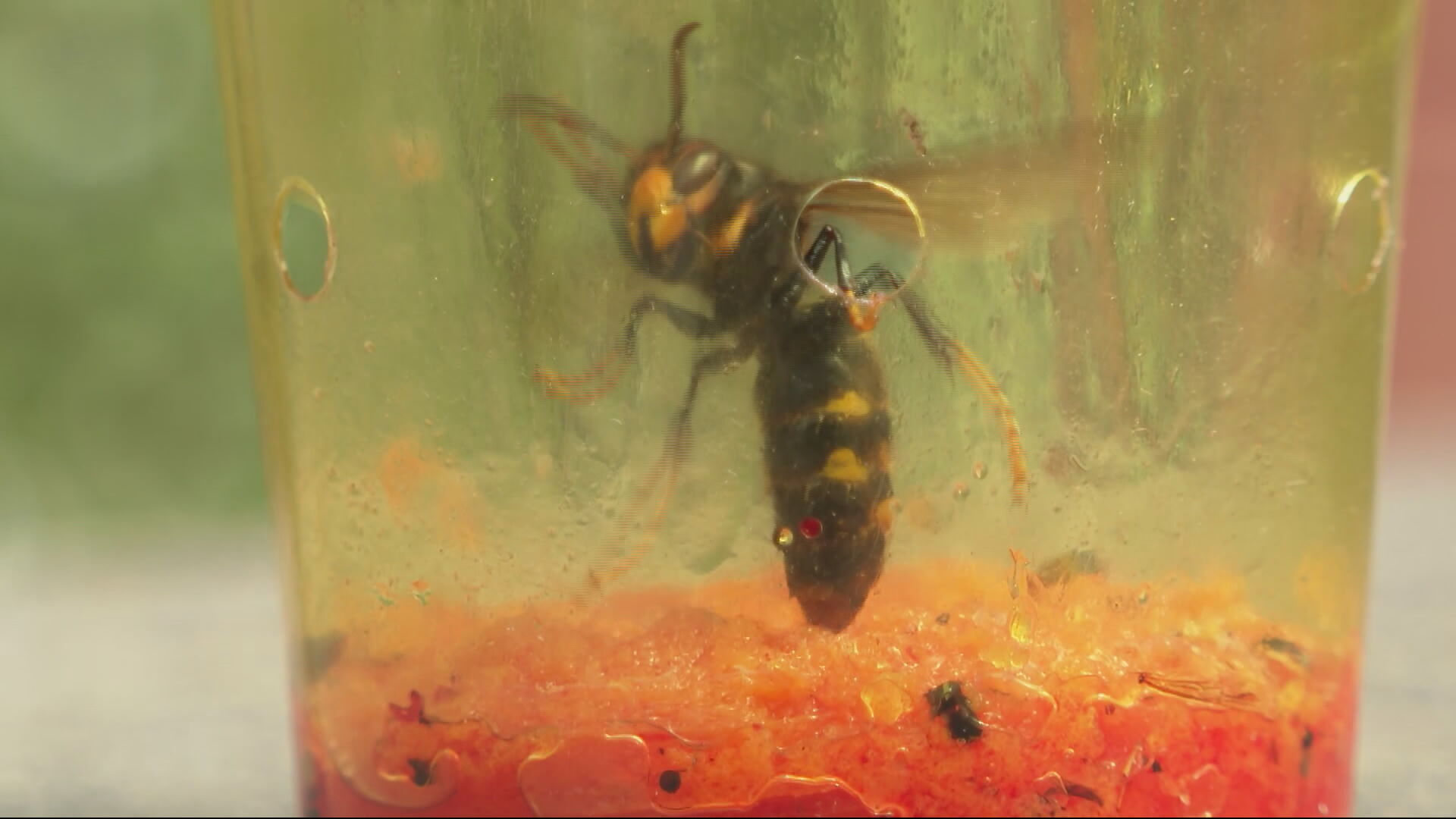 asian-hornets-nest-122.jpeg