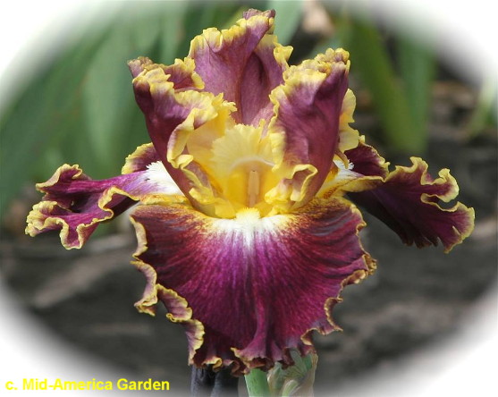 iris-affair-136.jpeg