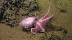 kraken-256.jpeg