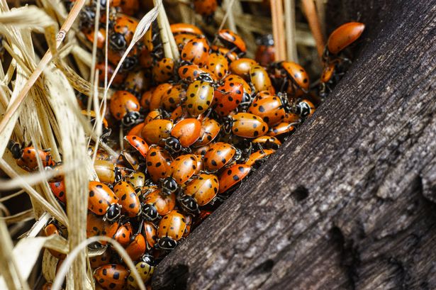 ladybirds-swarming-3.jpeg