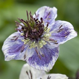 nigella-163.jpeg