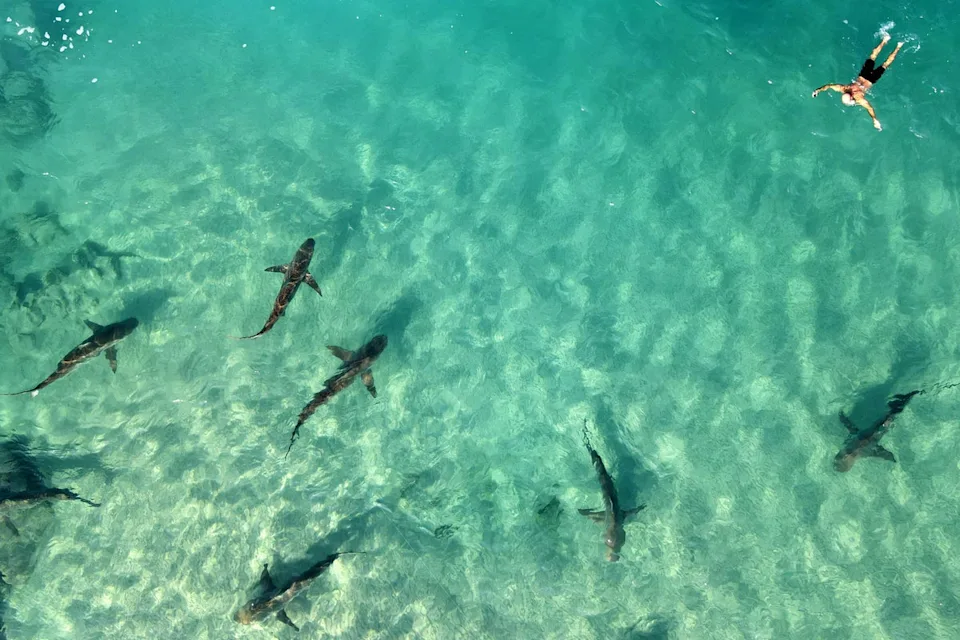 sharks-eat-snorkeler-3.webp