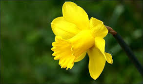 st-davids-day-191.jpeg
