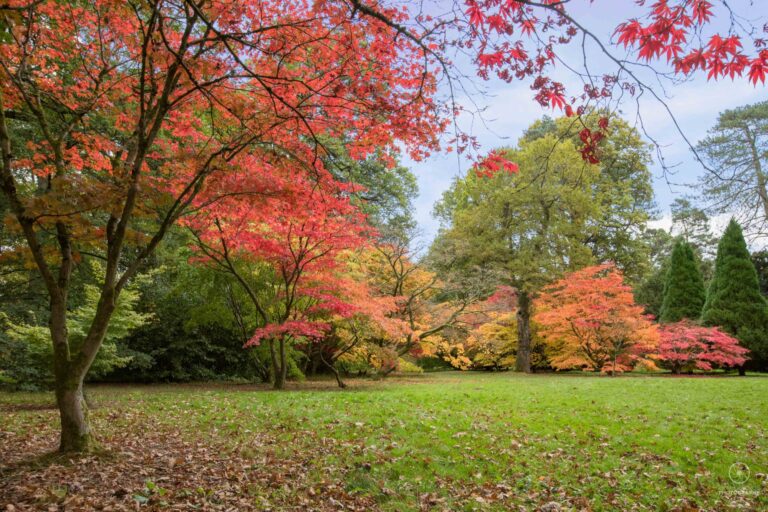 westonbirt-arboretum-343.jpeg