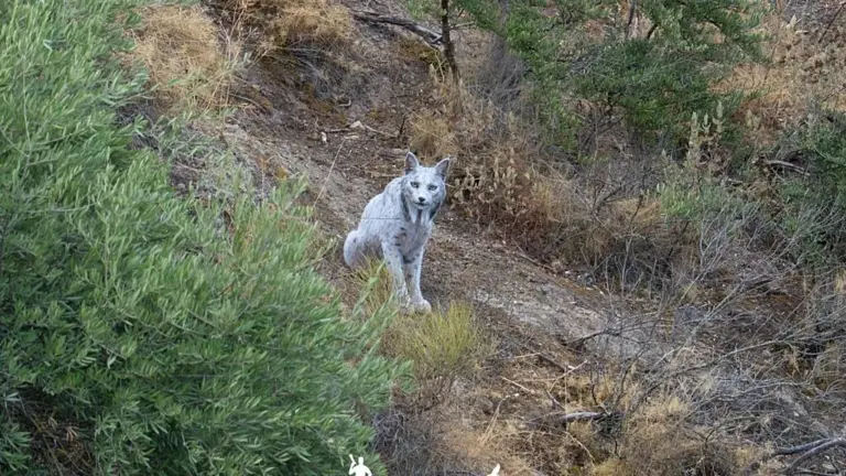 white-iberian-lynx-115.webp