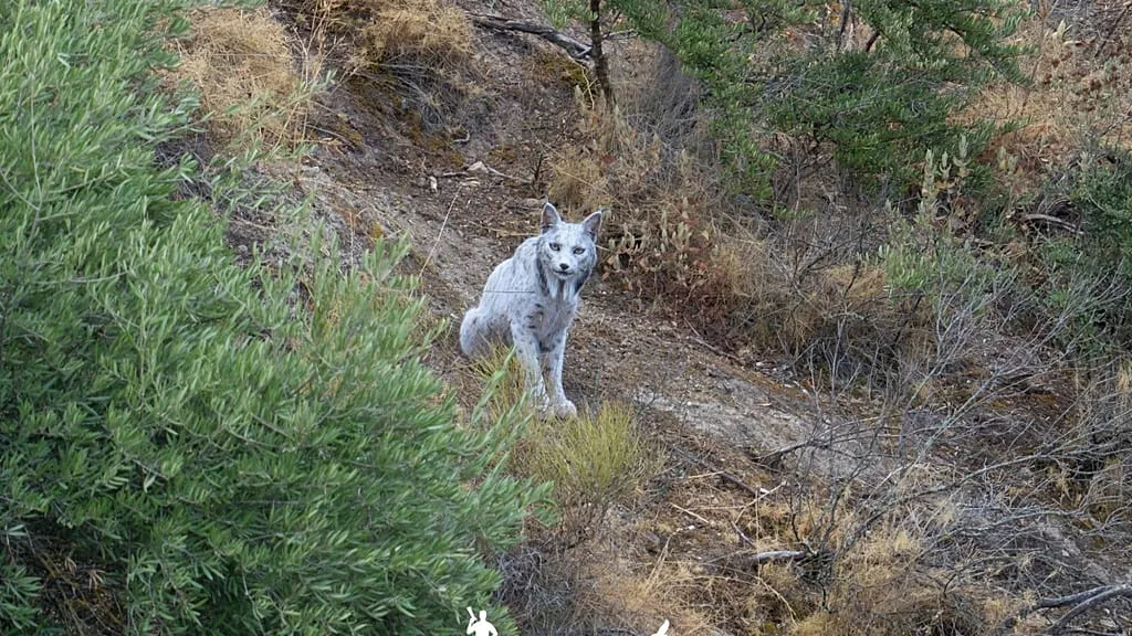white-iberian-lynx-115.webp