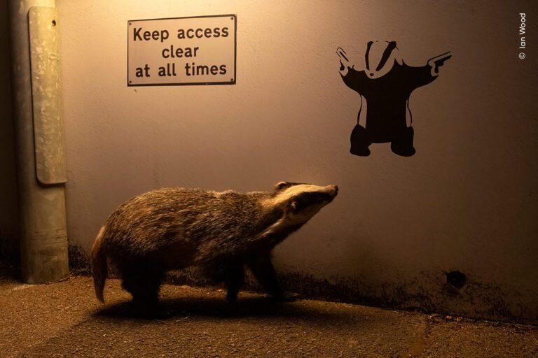wildlife-photographer-of-the-year-62.jpeg