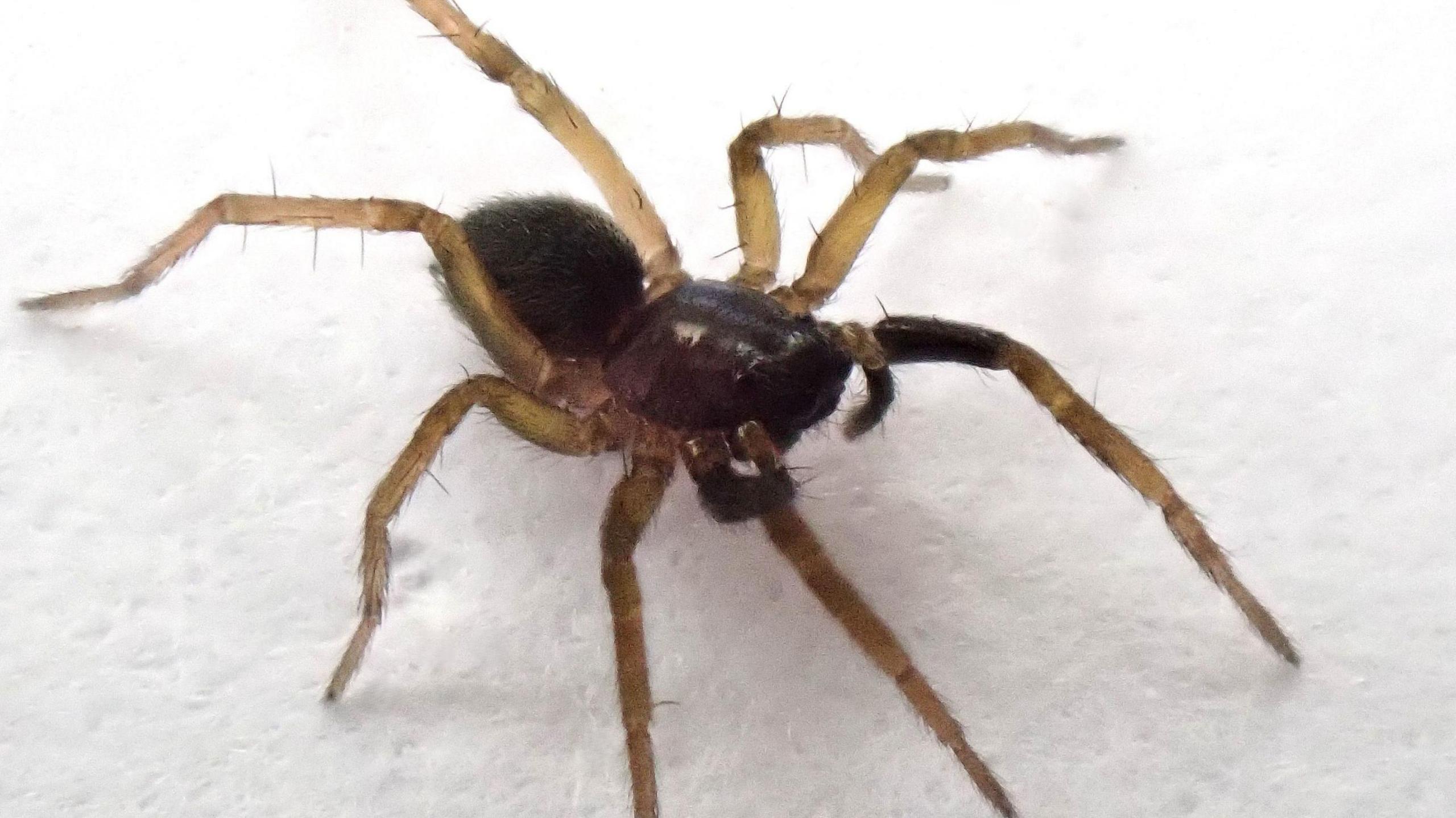 wolf-spider-uk-191.jpeg