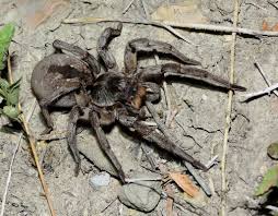wolf-spiders-39.jpeg