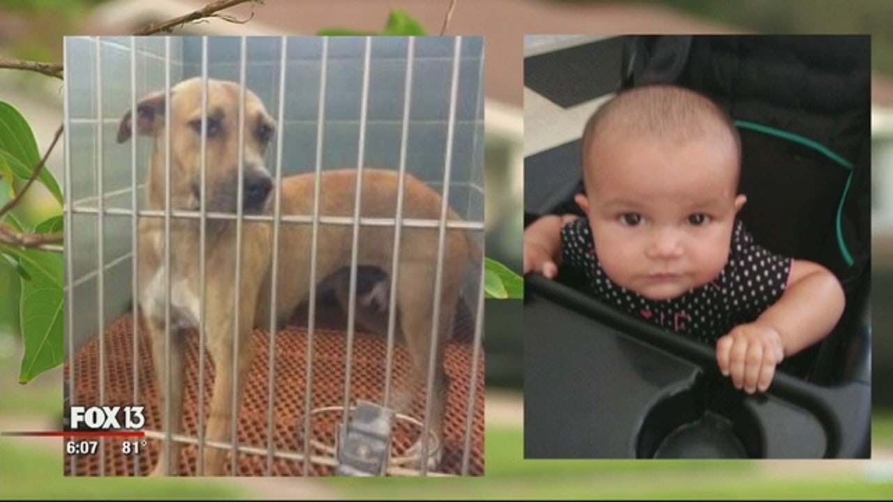 baby-killed-by-dog-164.jpeg