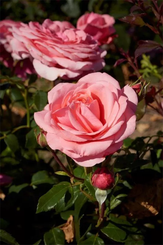 elaine-paige-6.webp