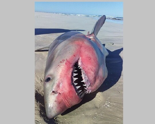 great-white-shark-108.jpeg