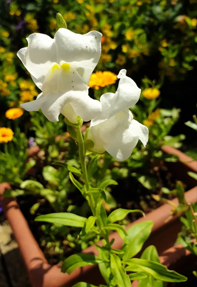 snapdragon-273.webp