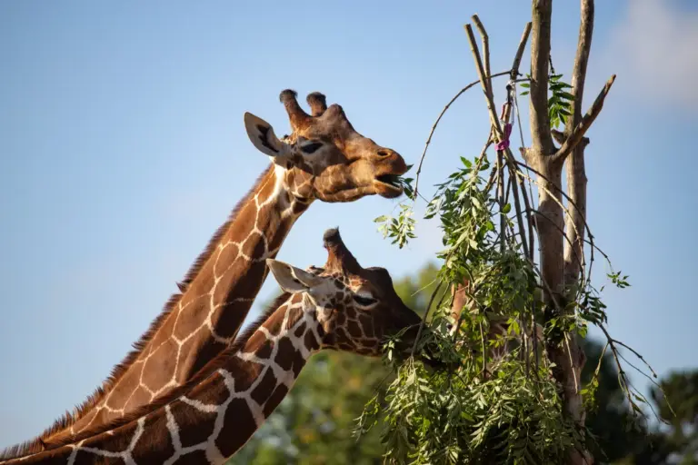 bristol-zoo-190.webp