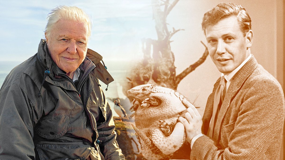 david-attenborough-1064.jpeg