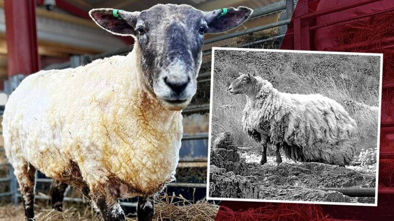 fiona-the-sheep-1305.jpeg