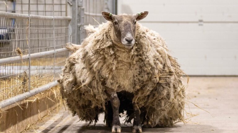 fiona-the-sheep-176.jpeg