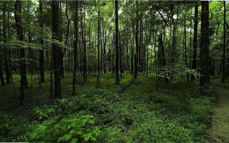 forest-green-179.jpeg