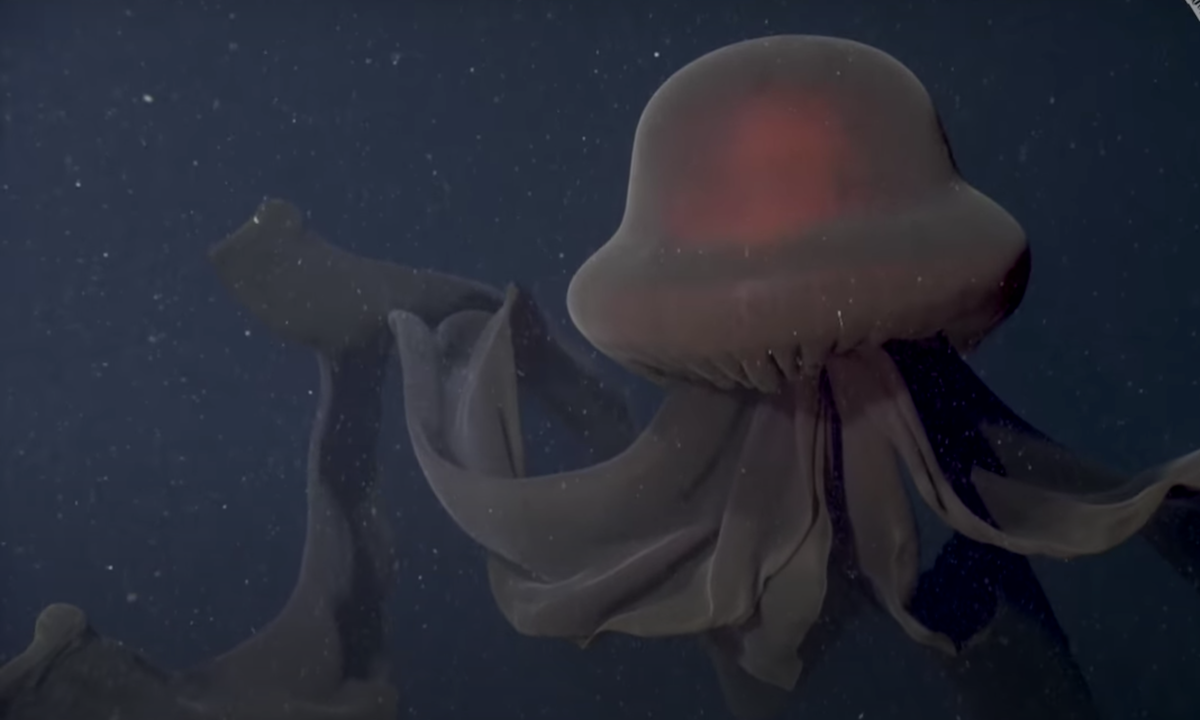 giant-phantom-jellyfish-8.webp
