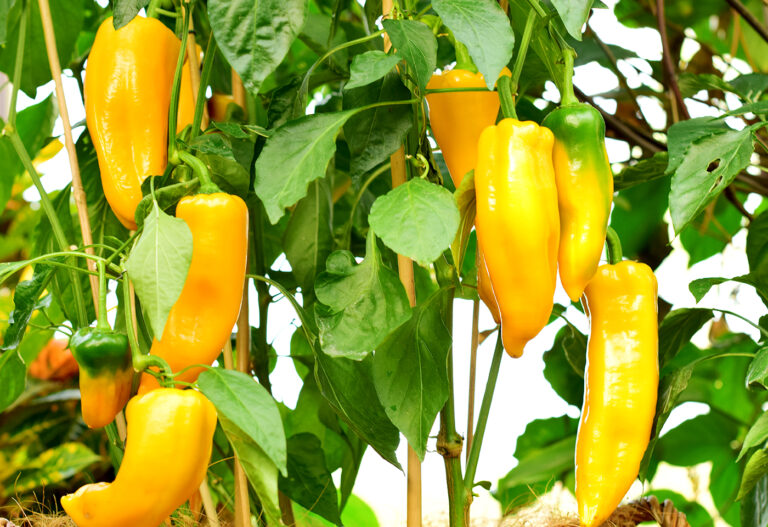 guy-pepper-80.jpeg