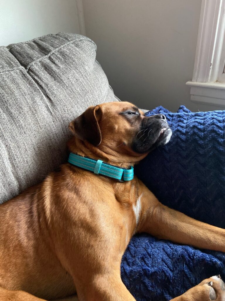 jack-turner-boxer-1103.jpeg