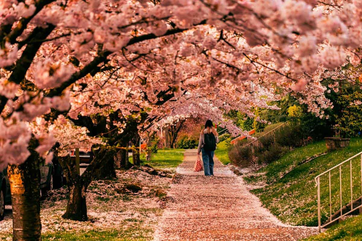 japan-cherry-blossom-festival-cancelled-69.jpeg