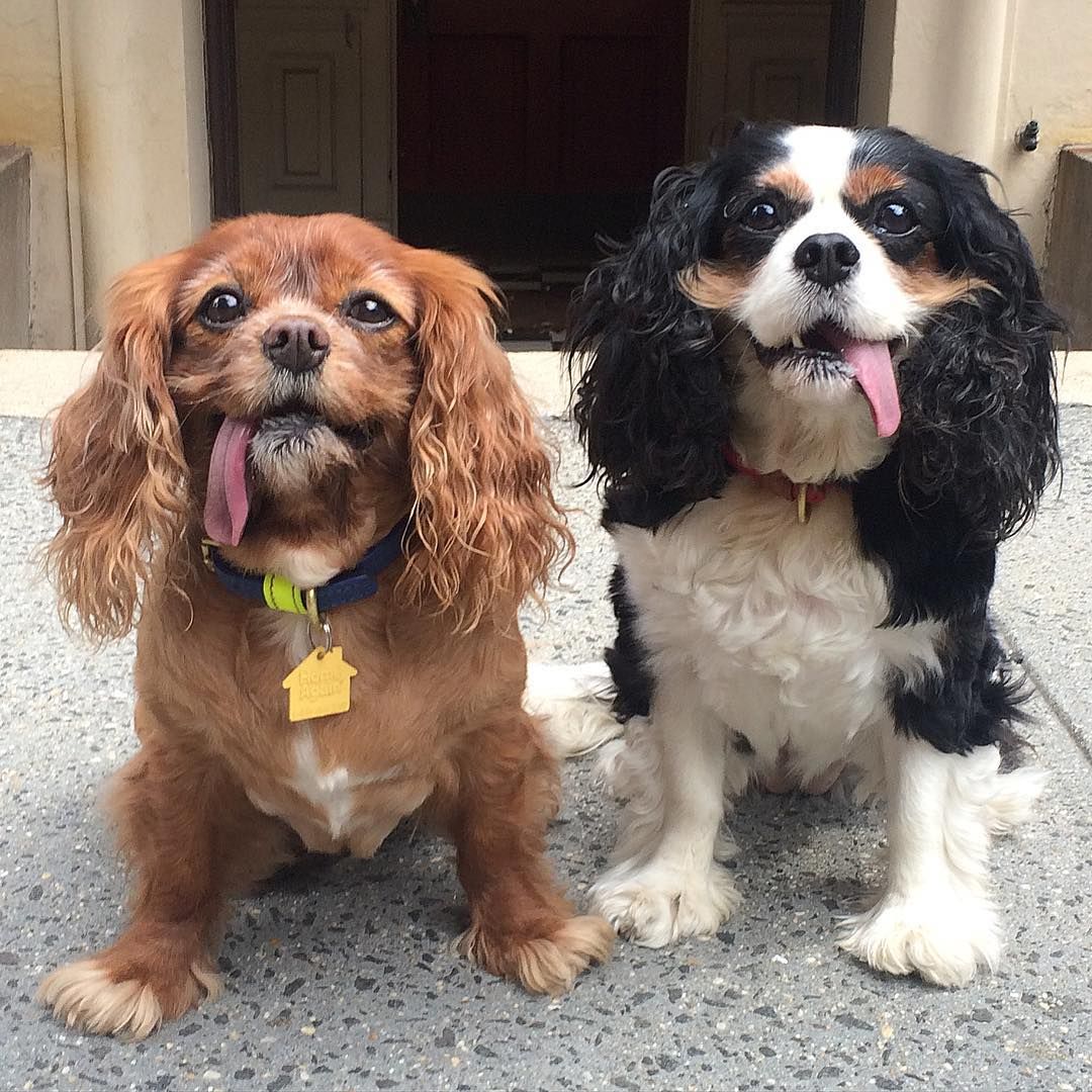 king-charles-101.jpeg