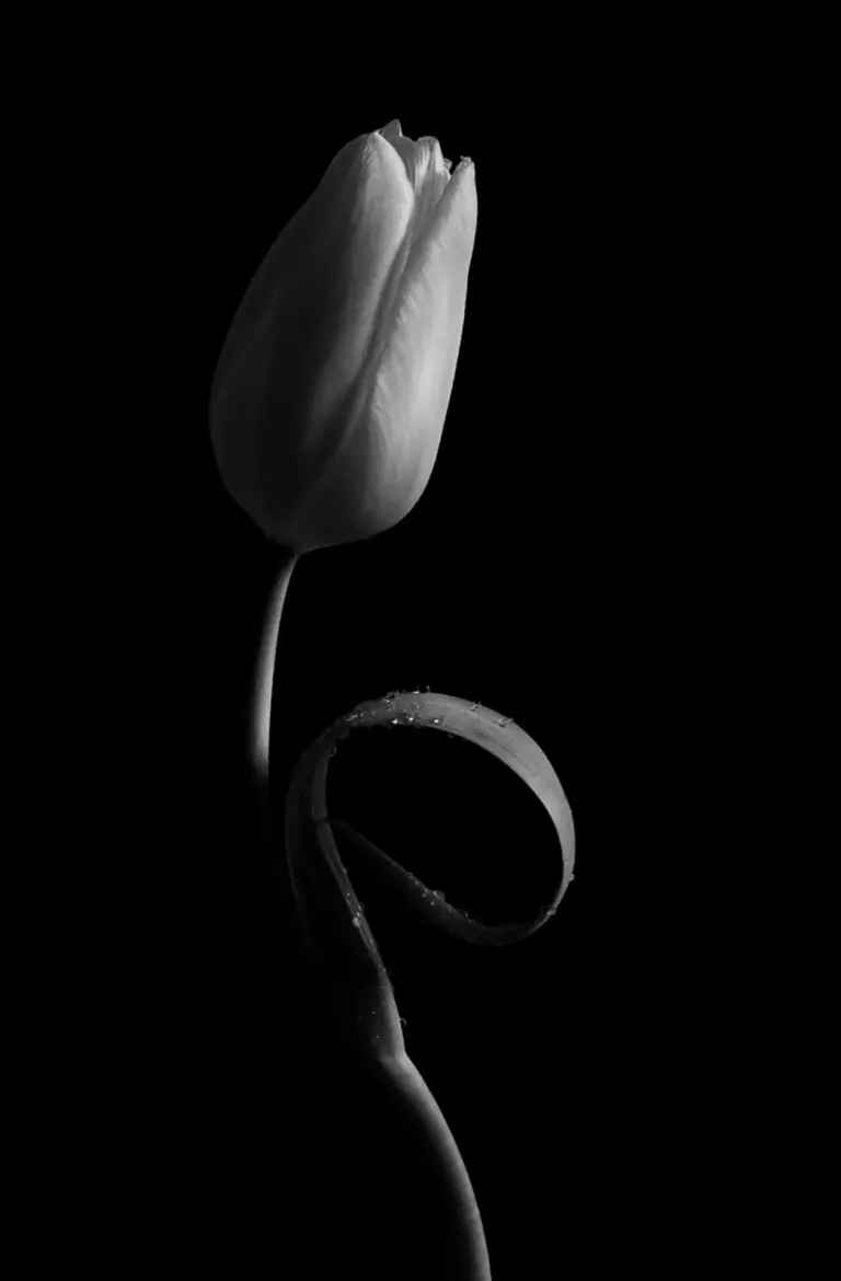 lets-dance-326.webp