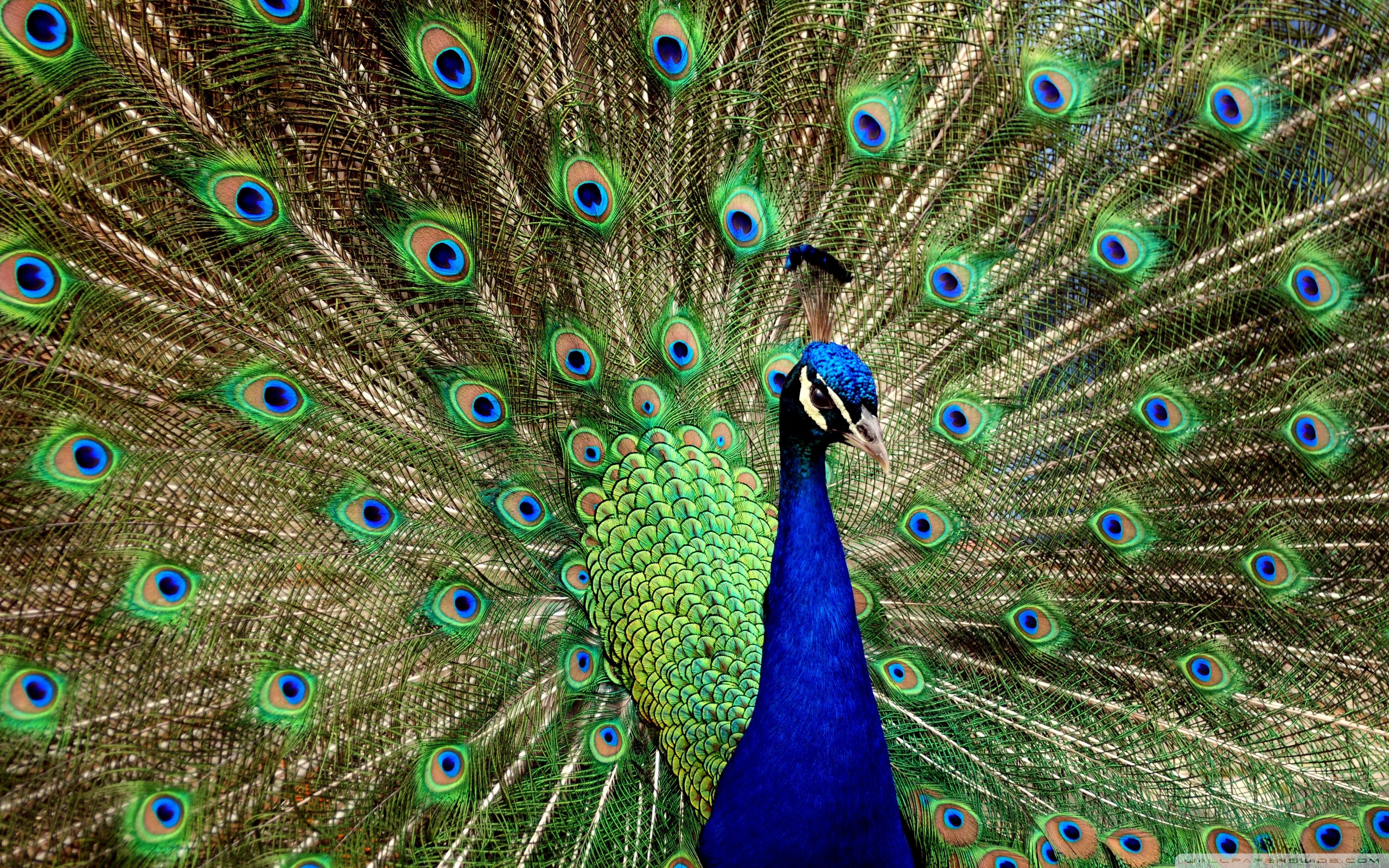 peacock-189.jpeg