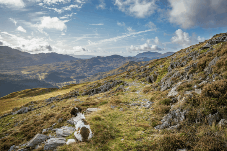 wales-dog-walking-fines-299.png