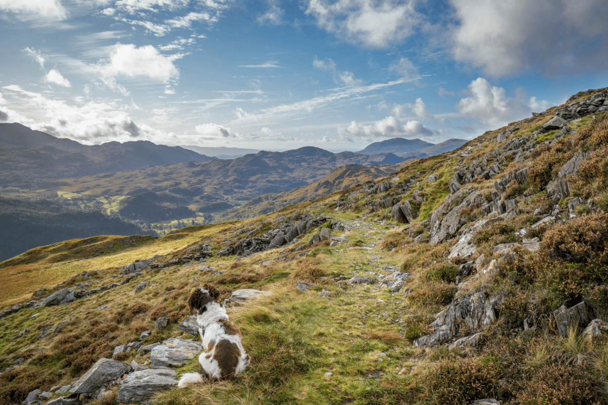 wales-dog-walking-fines-299.png