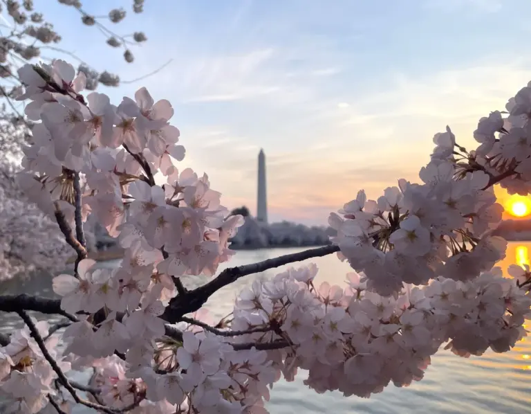 cherry blossoms dc — US news