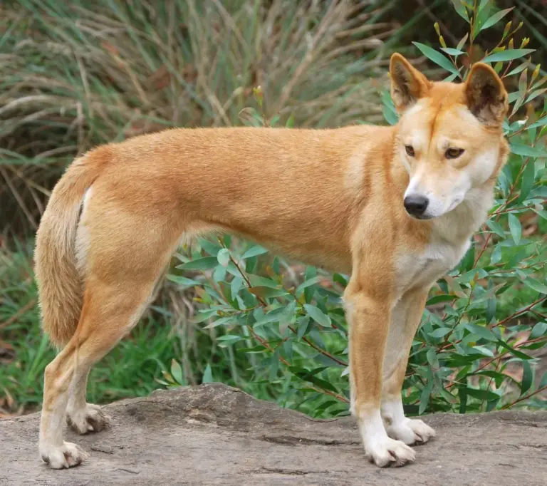 dingo — US news