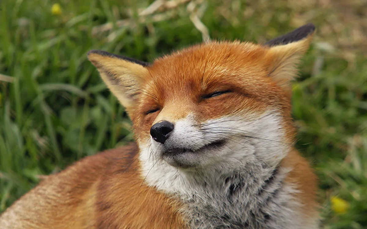 fox — US news